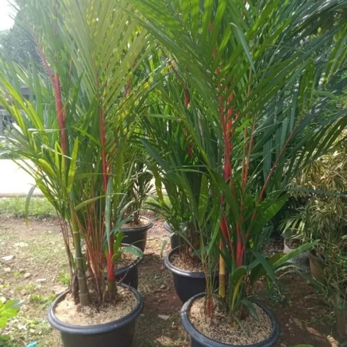 pohon palem merah